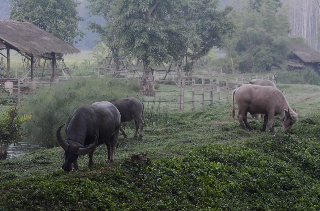 Pa Sak Tong Chiang Rai Exterior foto