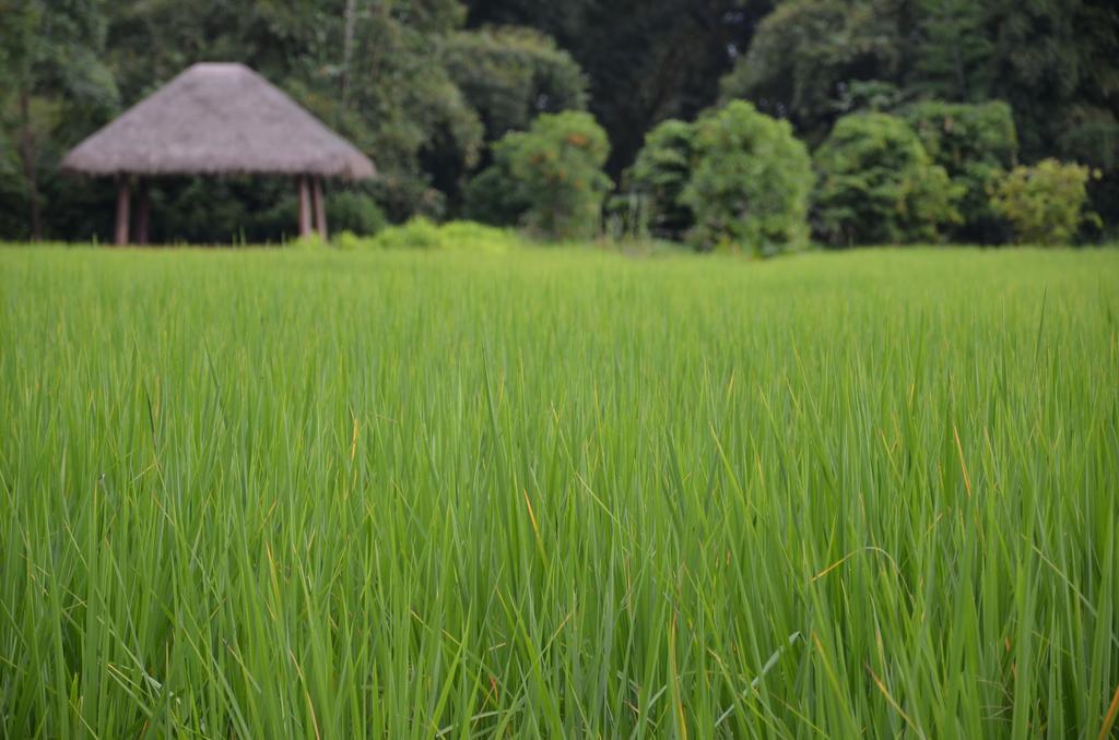 Pa Sak Tong Chiang Rai Exterior foto